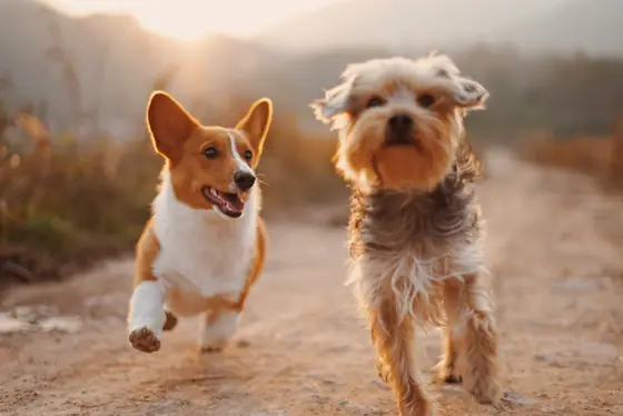 Собаки после ухода